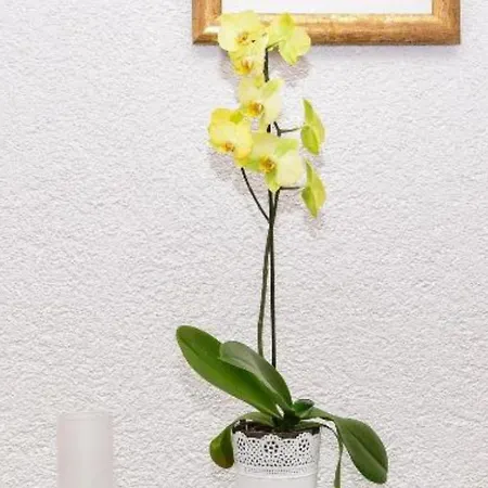 Rosen Privlaka (Zadar)