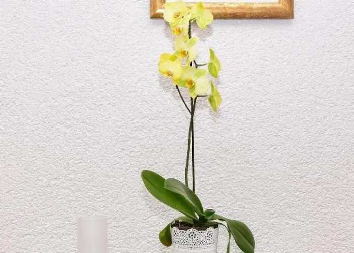 Rosen Privlaka (Zadar)